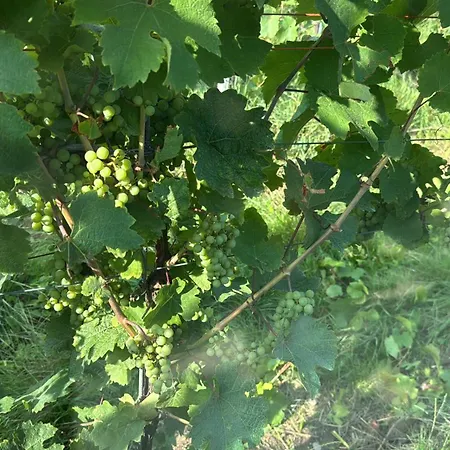 Ferienweingut Willwert *