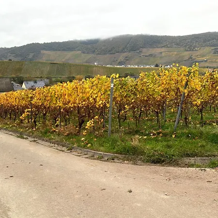 Ferienweingut Willwert * Ensch