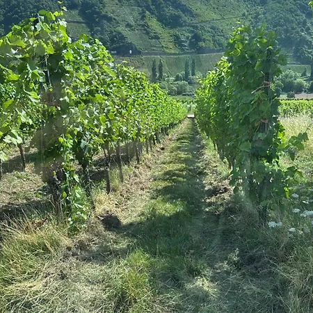 Ferienweingut Willwert 아파트